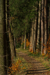 Obraz premium Bavarian Autumn Season Forest Hiking Trail 