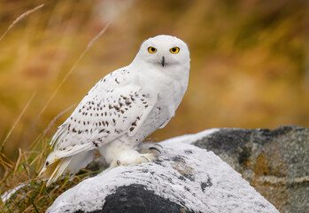 Snowy owl ( bubo scandiacus ) close up