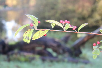 Close-Up of a Botanical Branch with Green Leaves and Small Red Fruits Against a Natural Blurred Background