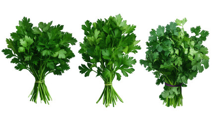 Fototapeta premium Three bunches of parsley are shown in different sizes Transparent Background