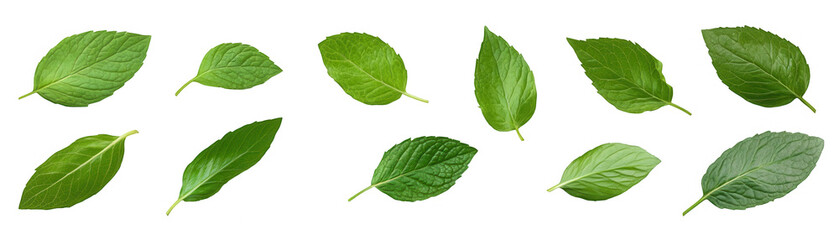 Naklejka premium A row of green leaves are shown in various sizes and orientations Transparent Background