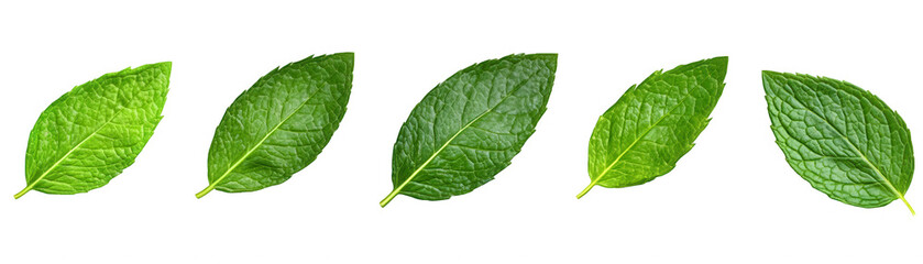 Obraz premium A row of five green leaves are shown in a row Transparent Background