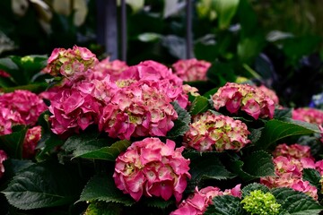 Vibrant pink hydrangea flowers in bloom.