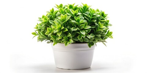 Fototapeta premium Green and White Artificial Plant in Plastic Pot - Perfect for Home Decor and Interior Design, Lush Small Leaves, Isolated on White Background