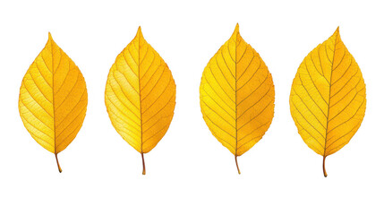 Four yellow leaves are shown in a row Transparent Background