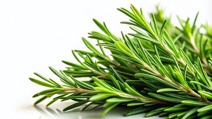 Fresh Green Rosemary Herb on Isolated Background for Herbal Recipes and Aromatherapy, Ideal for Natural Healing Concepts with Copy Space for Text or Graphics
