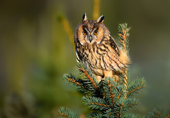 Long eared owl ( Asio otus ) close up