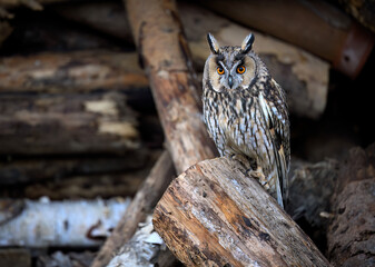 Long eared owl ( Asio otus ) close up