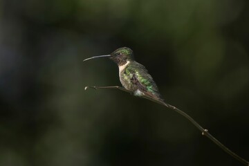 Hummingbird perched on a branch.