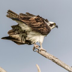Osprey perched on a branch against a clear sky, showcasing its detailed feathers and sharp talons.