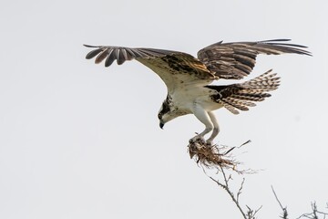 Osprey in Flight with Nest Materials