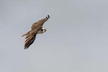 Osprey in Flight Against Clear Sky