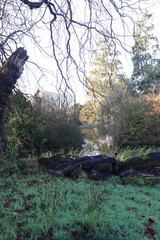 Rough Bark of a Majestic Tree in a Lush Park Setting