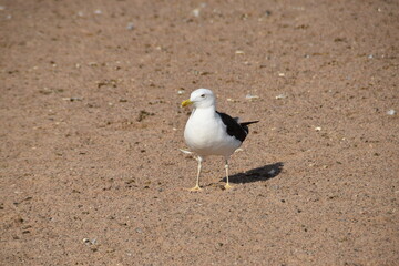 This lesser black-backed gull is standing on a sandy beach in sunny early autumn day.
