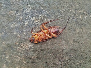 a cockroach upside down on the floor 