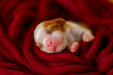 little cute newborn cavalier king charles spaniel puppy wrapped in scarf