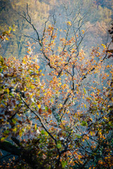FORÊT D'AUTOMNE