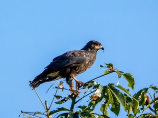 A snail kite (Rostrhamus sociabilis), photographed on the Rio Badajos. The snail kite is a bird of prey.