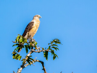 A sitting yellow-headed caracara (Milvago chimachima, tribe: Polyborini) on the Rio Badajos.