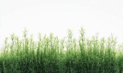 Fototapeta premium Lush green grass against white background.