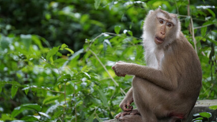 Local monkey closeup at Angkor Wat Siem Reap Cambodia temple ruins
