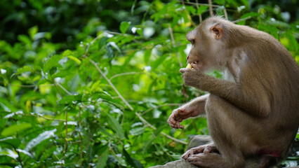 Local monkey closeup at Angkor Wat Siem Reap Cambodia temple ruins