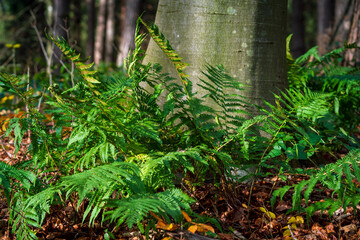Fototapeta premium Bavarian green Fern in forest close up view