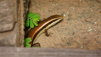 Angkor Wat Siem Reap Cambodia temple golden gecko