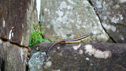 Angkor Wat Siem Reap Cambodia temple golden gecko