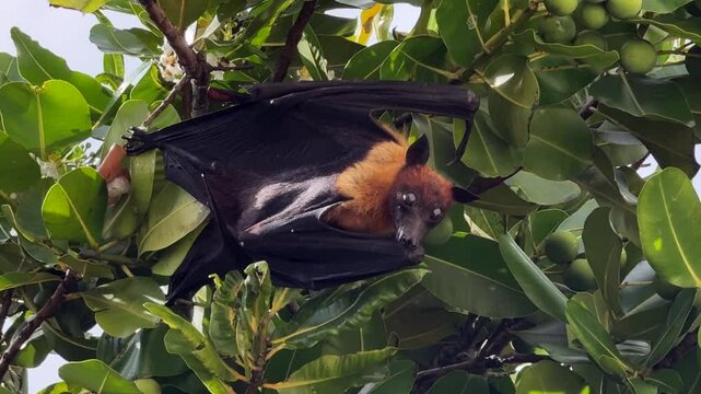 flying fox hanging on a tree and moving its ears, exotic animals