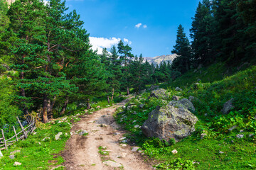 Beautiful mountain landscape with a walking path and a large boulder, among small pines. Caucasus, Elbrus region.