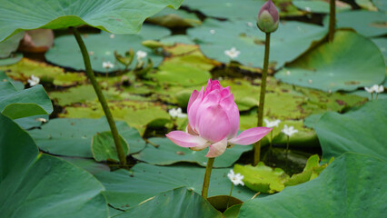 Closeup of water lilies pads flowers and water droplets
