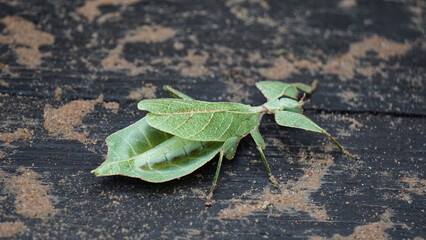Katydids Green leaf camouflage insect