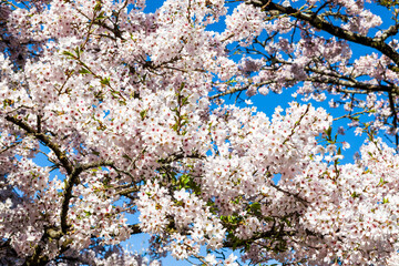 Beautiful cherry blossoms bloom in the Alishan Forest Recreation Area in Chiayi, Taiwan.
