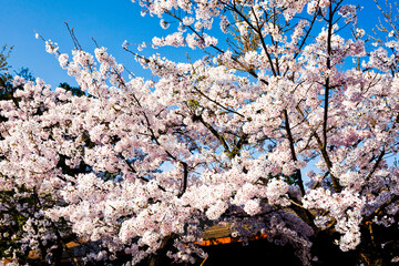 Beautiful cherry blossoms bloom in the Alishan Forest Recreation Area in Chiayi, Taiwan.