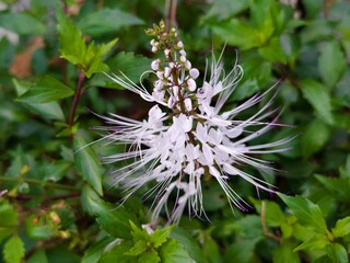 orthosiphon aristatus flower in the morning