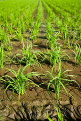 Close-up of rice seedlings growing in the fields of Taiwan.