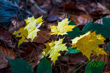 Bavarian Autumn maple leaves with sun light into the forest