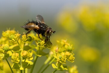 closeup view of insect at nature