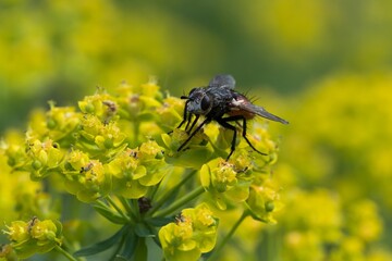 closeup view of insect at nature