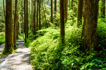 View of the Stone stair footpath through the forest in Sun-Link-Sea Forest Recreation Area in Nantou, Taiwan.