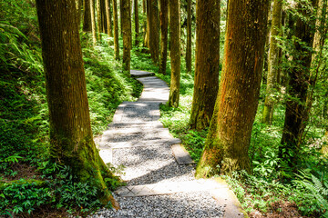 Fototapeta premium View of the footpath through the forest in Sun-Link-Sea Forest Recreation Area, Nantou, Taiwan.