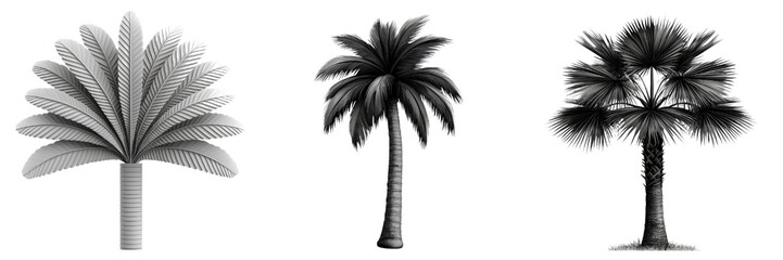 Obraz premium Stylized monochrome palm trees in elegant designs, showcasing unique shapes and textures. Perfect for modern decor or artistic projects