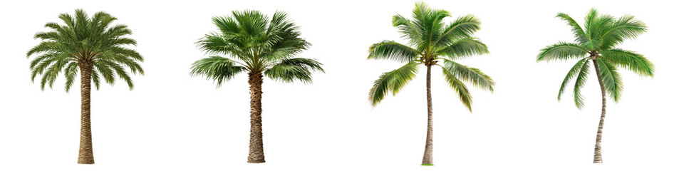 Tall palm trees with lush green fronds, showcasing various stages of growth and health, evoke tropical paradise