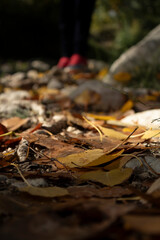 Hojas de otoño en el bosque