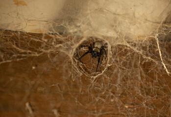 Australian funnel-web spider