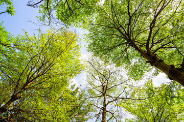 Fototapeta premium Low-angle view of Terminalia Mantaly trees with the blue sky in the park.