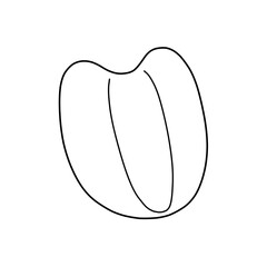 ハトムギの種子の線画、ヨクイニン