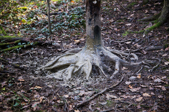 Tronc d'arbre gratt&eacute; par un animal