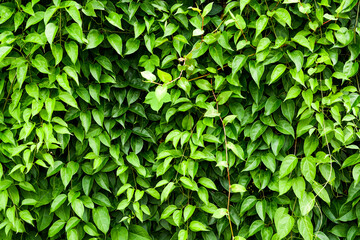 Fototapeta premium The texture of green leaves wall as the background.